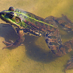 photo "Frog Rana esculenta"