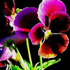 фото "* PansY*"