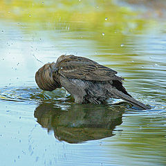 photo "Little bather"