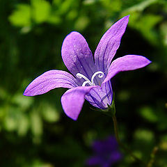 photo "Hi,...campanula...)"