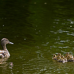 photo "Lesson no.1- Stickin' Together"