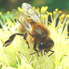 photo "Gathering of nectar"