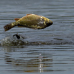 photo "fly like a bird ;)"