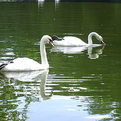 photo "Swans."