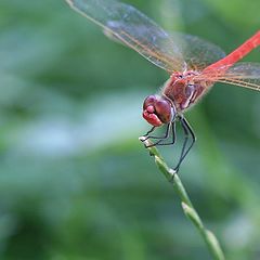 photo "In my garden"