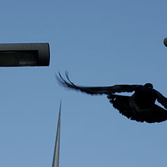 photo "City Bird"