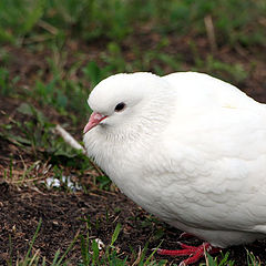 фото "White  Dove"