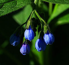 photo "Vegetative trifle"