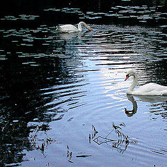 photo "Swan lake"