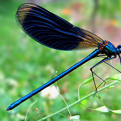 фото "Blue Dragonfly"