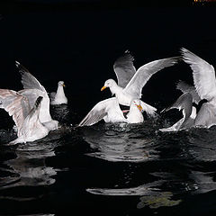 photo "last meal in the night"