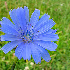 photo "Chicory"