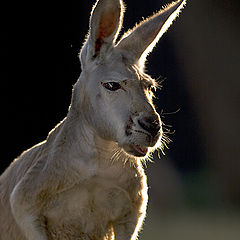 фото "Aussie"