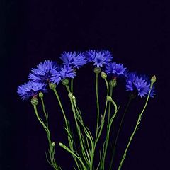 фото "" Cornflower ""