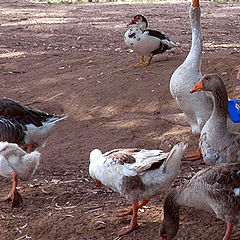 photo "The Traffic Jam"