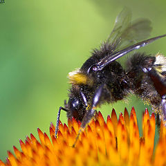 photo "Bumblebee at work..."