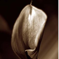 фото "Calla"