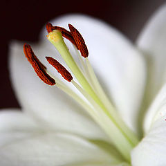 photo "Lily"