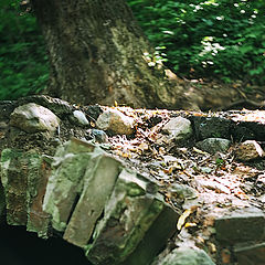 photo "Wood hiding place"