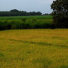photo "Yellow field"
