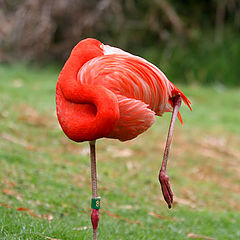 photo "Pink flamingo dreams"