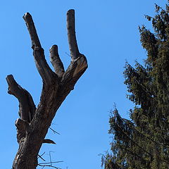 photo "Tree's hand"