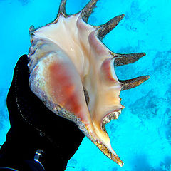 photo "Portrait of Sea Devil"