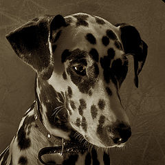 photo "The Dog with Reflector"