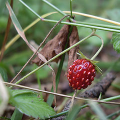 photo "All in a wood behind wild strawberry!"