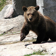 photo "Little Bear"