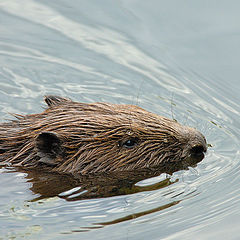 photo "Beaver"