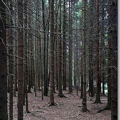 photo "Dead forest"