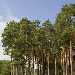 фото "Про сосны"