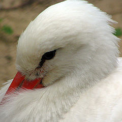 photo "White stork"