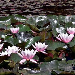 photo "Marvellous pond."