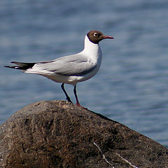 photo "ave o pajaro..."