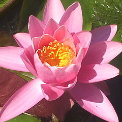 photo "Water Lily"