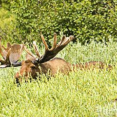 photo "Does anyone see a moose?"