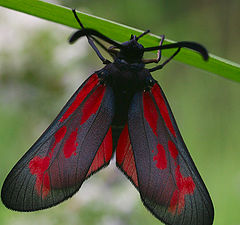 photo "Zygaena ephialtes L."