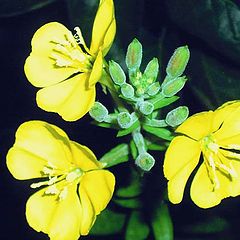 photo "" Evening Primrose ""