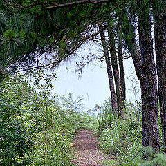 фото "a quiet alley"