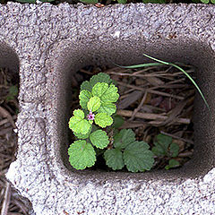 фото "a bonsai owned by nature"