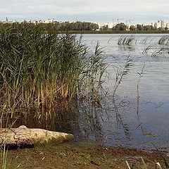 фото "Вдали от шума городского"