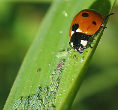 photo "~Ladybird and it's Pray~"