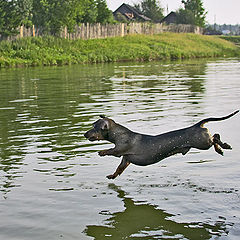 photo "Jump!"