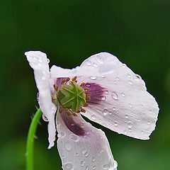 photo "Last try nor to dry"