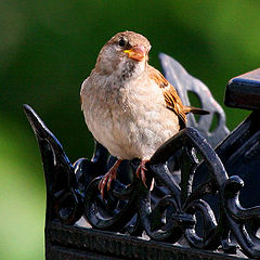 photo "yellow-beaked"