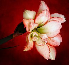 photo "Amaryllis #2"