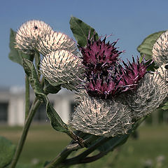 photo "The  town flower"