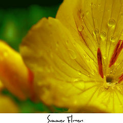 photo "Summer flowers"